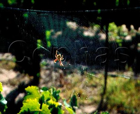 Large spider in vineyard near Lyndoch   South Australia   Barossa Valley