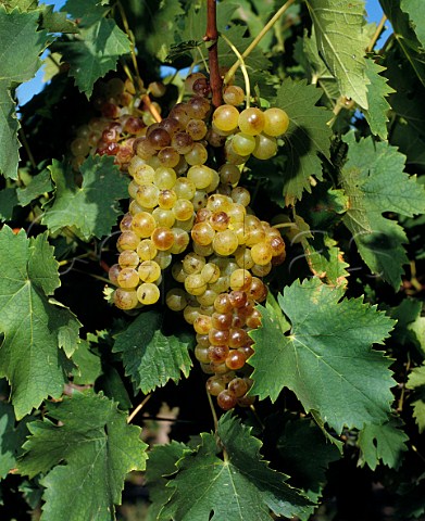 Bunches of Muscat Blanc  Petits Grains grapes 