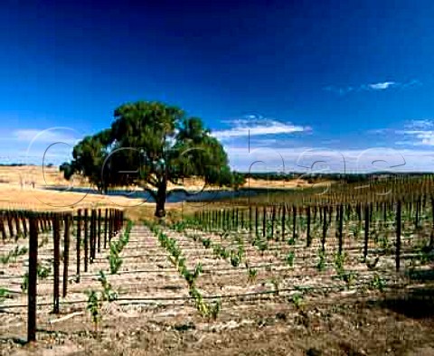 New vineyard on the eastern slopes of the Barossa   Range near Pewsey Vale South Australia    Eden Valley