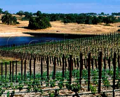 New vineyards on the eastern slopes of the  Barossa Range near Pewsey Vale South Australia  Eden Valley