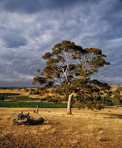 Stormy earlymorning light over vineyards of Mountadam  at an altitude of around 600metres on the High Eden Ridge in the South Mount Lofty Ranges  Eden Valley South Australia