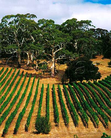 Tiers vineyard of Tapanappa Piccadilly Valley   Australia   Adelaide Hills