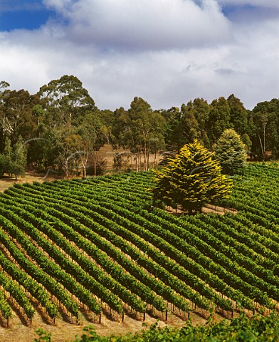 Tiers vineyard of Tapanappa Piccadilly South Australia   Adelaide Hills