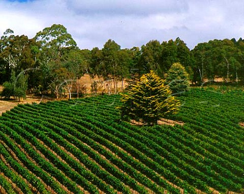 Tiers vineyard of Tapanappa Piccadilly Valley South Australia Adelaide Hills