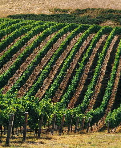 Mount Bonython vineyard of Petaluma Piccadilly Valley South Australia  Adelaide Hills