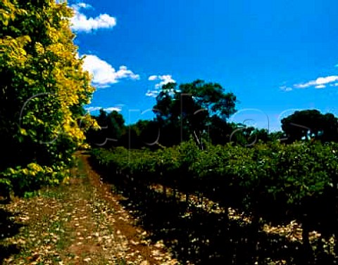 Stoney Hill vineyard Cabernet Sauvignon at   BRL Hardys Chateau Reynella McLaren Vale   South Australia
