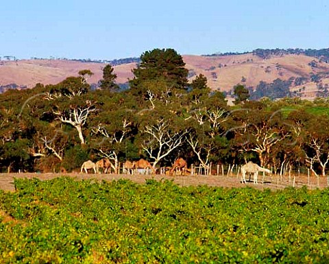 Vineyards and camel sanctuary McLaren Vale South   Australia