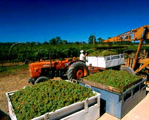 Frontignac grapes Muscat Blanc  Petits Grains   destined for Penfolds  harvested from vineyards on   the flood plain of Langhorne Creek South Australia
