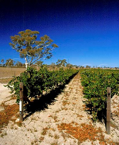 Riesling vines in Lindemans Padthaway vineyards SA