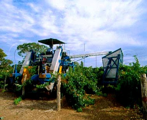Machine harvesting in Wynns vineyard   Coonawarra South Australia
