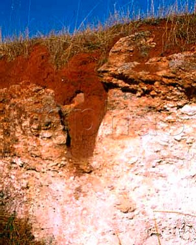 Soil profile showing Terra Rossa soil clay loam   on a limestone base  Coonawarra South Australia