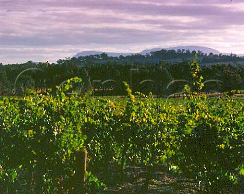 Seppelts Great Western vineyards with the Grampian   Hills beyond Victoria