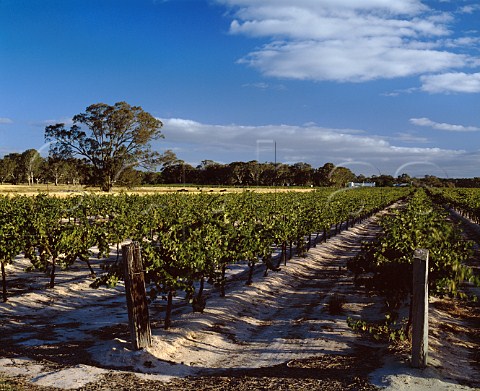 Bests Great Western Winery and vineyard   Victoria Australia     Grampians