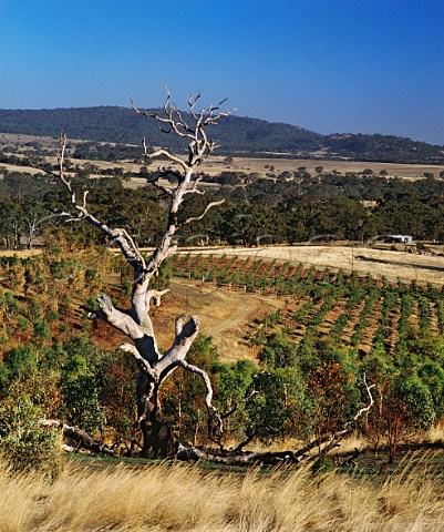 Seppelt vineyard in the hills near Great Western Victoria Australia Grampians
