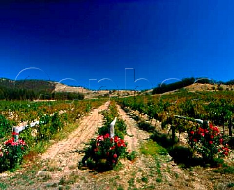 Roses at the end of each row of vines   Taltarni Vineyards in the hills of the   Great Dividing Range at Moonambel   Victoria Australia   Pyrenees
