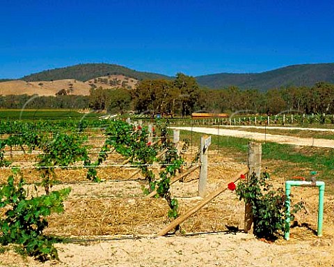 Pinot Noir vineyard of Blue Pyrenees Estate in   the hills of the Great Dividing Range at Avoca   Victoria Australia     Pyrenees