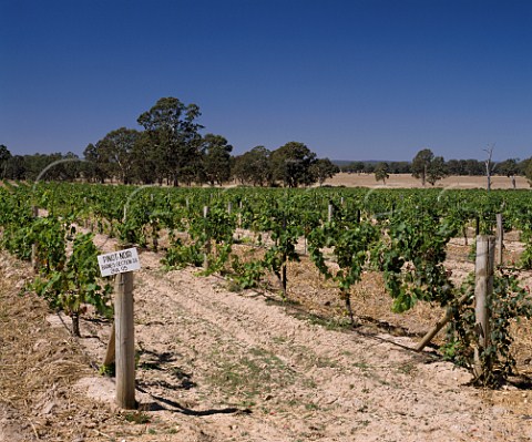 Pinot Noir vineyard of Blue Pyrenees Estate in   the hills of the Great Dividing Range at Avoca   Victoria Australia     Pyrenees