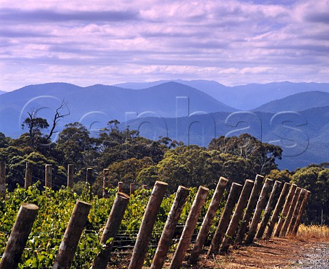 Brown Brothers Whitlands Vineyard 2500 feet up in the cool climate of the Great Dividing Range in northeast Victoria Australia  King Valley