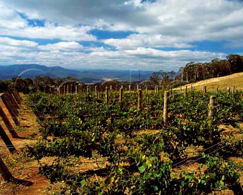 Brown Brothers Whitlands Vineyard 30 miles south of   their Milawa winery at an altitude of 2500 feet in   the Great Dividing Range  Victoria Australia   King Valley