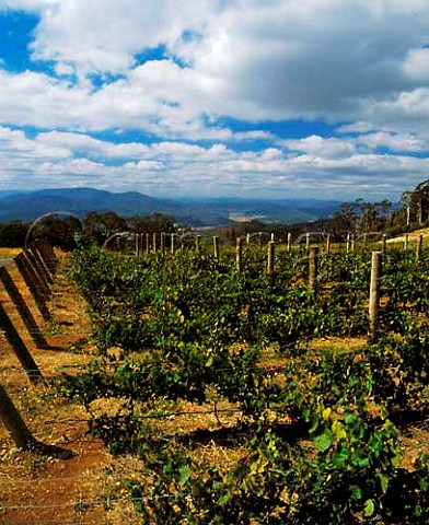 Brown Brothers Whitlands Vineyard is 30 miles south of their Milawa winery They have established a vineyard here 2500 feet up in the Great Dividing Range of northeast Victoria for its cool climate Australia  King Valley