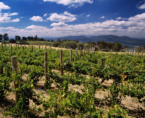 Brown Brothers Whitlands Vineyard at an altitude of 2500 feet in the Great Dividing Range 30miles south of their Milawa winery Victoria Australia  King Valley