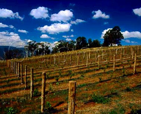 Brown Brothers Whitlands Vineyard 30miles south of   their Milawa winery They have established a vineyard   here 2500 feet up in the Great Dividing Range to   get a cool climate Victoria Australia  King Valley