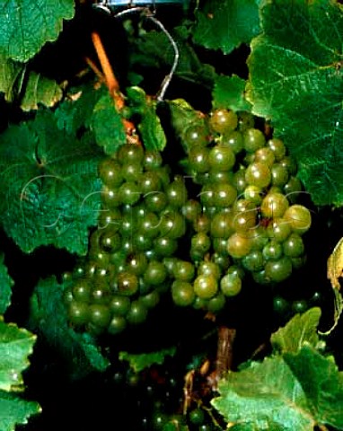 MorioMuskat grapes