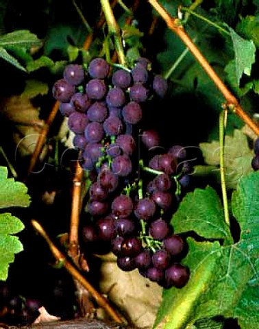 Siegerrebe grapes