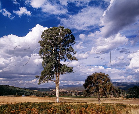 Koombahla Vineyard big gum tree in Aborigine of Darling Estate at an altitude of 1000 feet in the King Valley  Cheshunt Victoria Australia King Valley