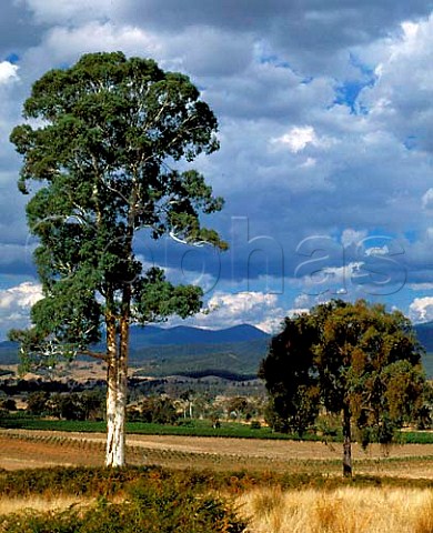 Koombahla Vineyard big gum tree in Aborigine of Darling Estate at an altitude of 1000 feet in the King Valley Cheshunt Victoria Australia     King Valley