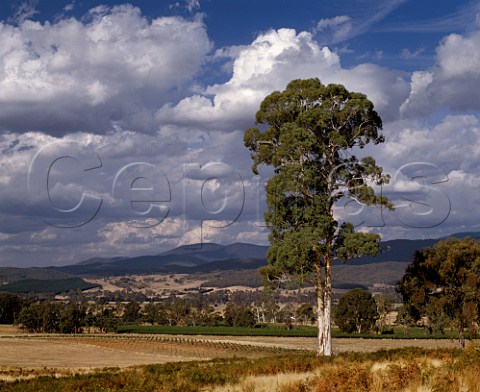 Koombahla Vineyard big gum tree in Aborigine of Darling Estate at an altitude of 1000 feet in the King Valley Cheshunt Victoria Australia     King Valley