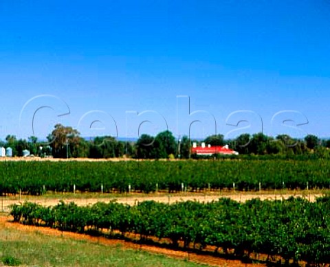 Campbells vineyards Rutherglen Victoria   Australia    Rutherglen