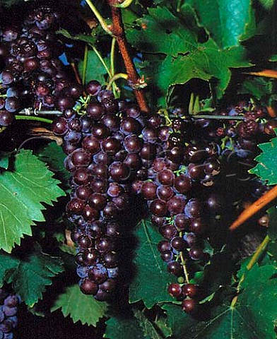 Brown Muscat grapes in vineyard of Campbells Wines   Rutherglen Victoria Australia