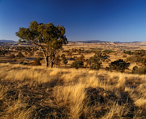 Delatite vineyards at an altitude of 1500  feet in the Great Dividing Range at Mansfield  Victoria Australia  Central Victorian High Country