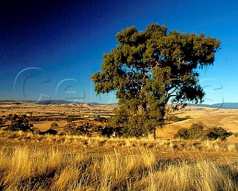 Gum tree on Delatite Estate with vineyards and  winery in the distance At an altitude of 1500 feet  in the Great Dividing Range near Mansfield Victoria  Australia Central Victorian High Country