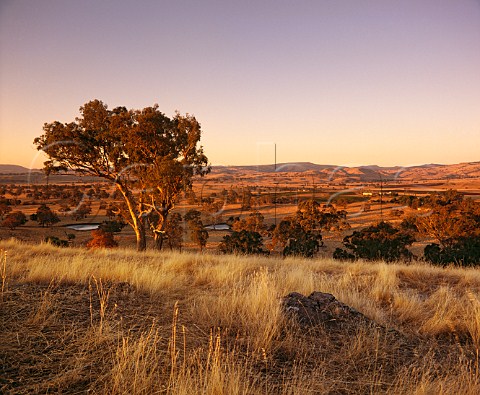 Delatite vineyards at an altitude of around 1500 feet on the northern slopes of the Great Dividing Range Mansfield Victoria Australia Central Victorian High Country