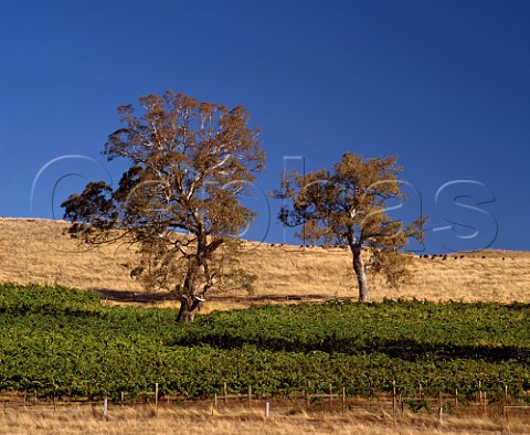 Gum trees in vineyard of Delatite 1500feet up on the northern slopes of the Great Dividing Range at Mansfield Victoria Australia  Central Victorian High Country