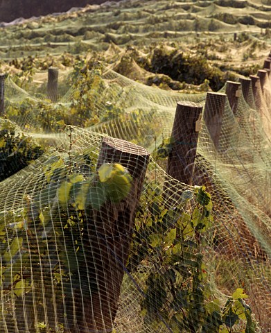 Bird netting over vineyard of Coldstream Hills  just before harvest time to protect the grapes  Coldstream Victoria Australia Yarra Valley