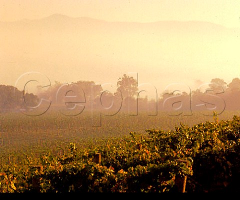 Early morning mist over Coldstream Hills Vineyards   Coldstream Victoria Australia    Yarra Valley