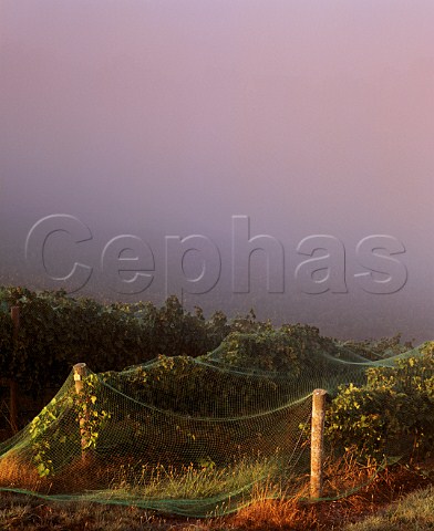 Early morning mist over vineyard which is covered in netting to prevent birds eating the grapes Coldstream Hills Vineyards Coldstream Victoria Australia     Yarra Valley
