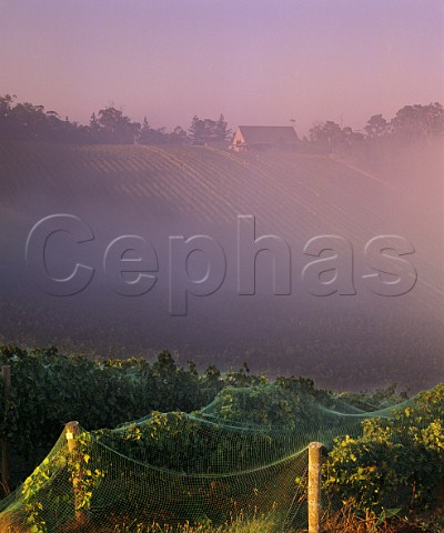 Early morning mist over Coldstream Hills vineyards and winery at harvest time Coldstream Victoria Australia   Yarra Valley