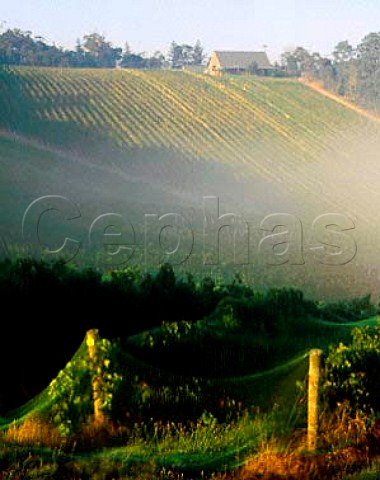 Early morning mist over Coldstream Hills Vineyards   and Winery Coldstream Victoria Australia  Yarra   Valley