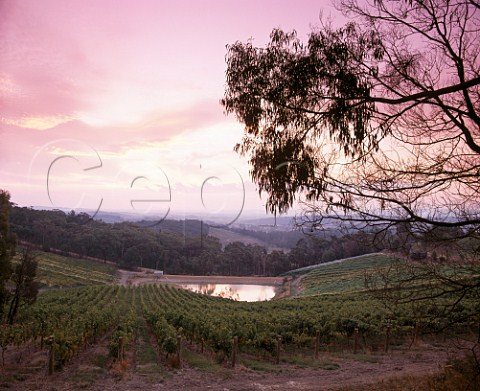 Sunset over Coldstream Hills Vineyards   Coldstream Victoria Australia  Yarra Valley