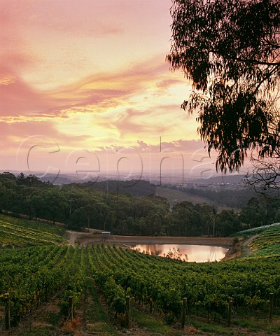 Sunset over Coldstream Hills Vineyards Coldstream Victoria Australia Yarra Valley
