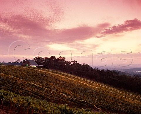 Sunset over Coldstream Hills winery and vineyard with the vines protected by bird netting Coldstream Victoria Australia  Yarra Valley
