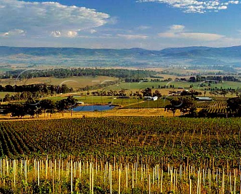 Yarra Yering Winery and vineyards with Coldstream   Hills vineyard in foreground Coldstream Victoria   Yarra Valley