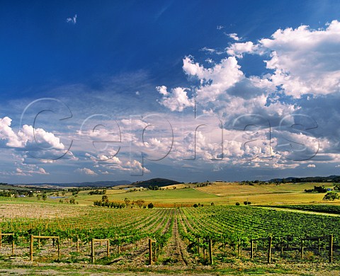 Vineyard of De Bortoli with winery in distance  Dixons Creek Victoria Australia   Yarra Valley