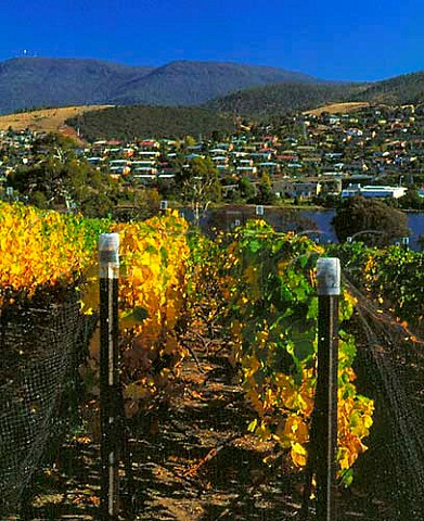 Pinot Noir vineyard in early Autumn at Moorilla   Estate Berriedale Tasmania On the River Derwent   near Hobart