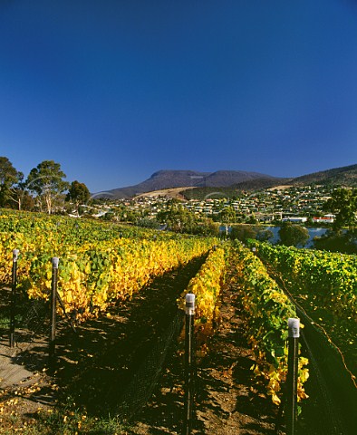 Pinot Noir vineyard in early autumn above the Derwent River with Mount Wellington in distance Moorilla Estate Berriedale near Hobart Tasmania Australia