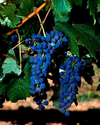 Petit Verdot grapes